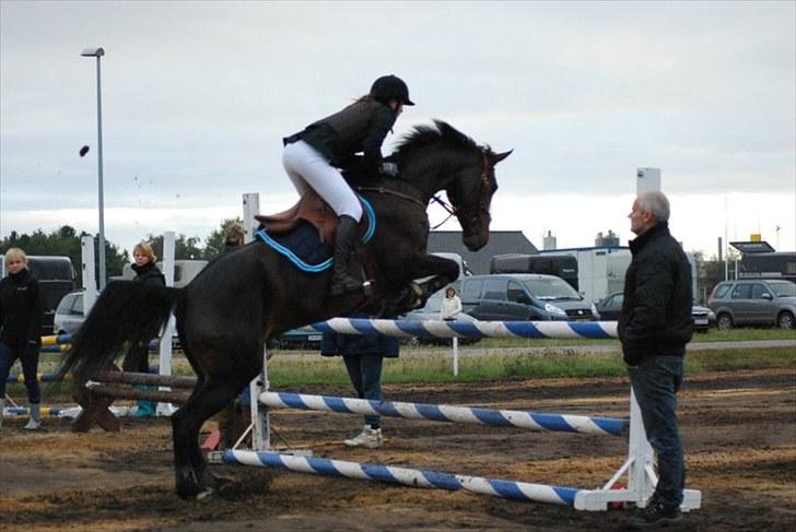 Hollandsk Varmblod Wings - Første stævne, her på opvarmning til ULC i Grindsted!<3 FOTO: Anita Rasmussen billede 4