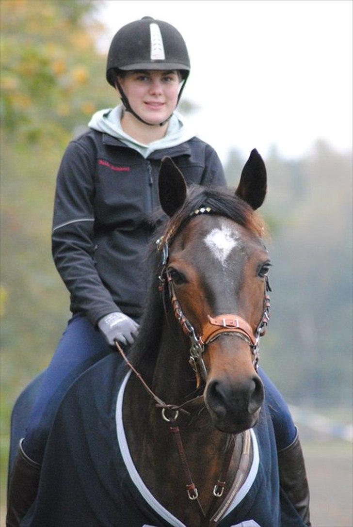 Hollandsk Varmblod Wings - Wings<3 billede 5