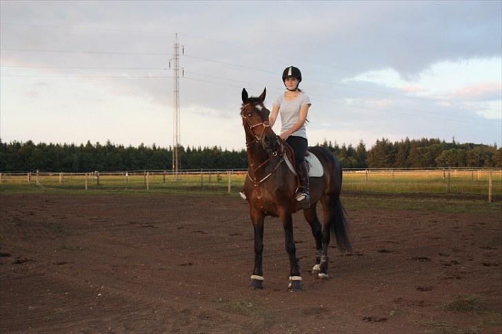 Hollandsk Varmblod Wings - Smukke*-:<3 billede 6