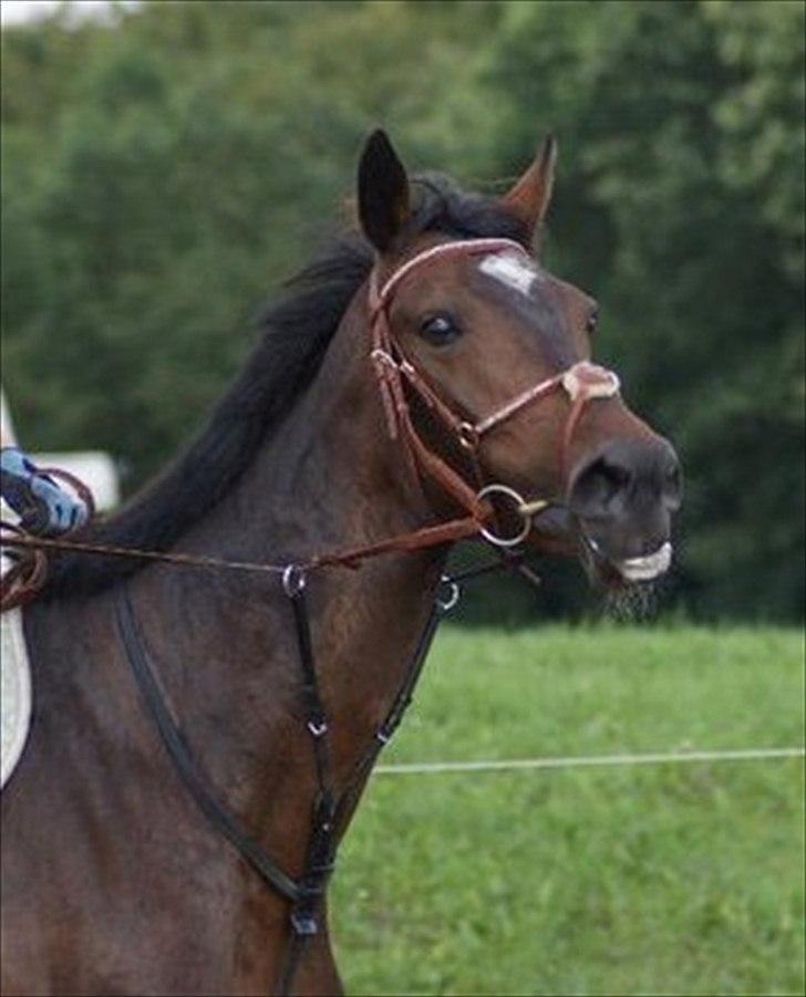 Hollandsk Varmblod Wings - Winge<3 billede 7