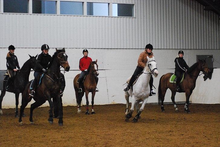 Hollandsk Varmblod Wings - Wings og Oli til stafetspring i temaugen på TS<3 billede 8