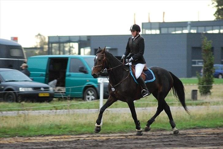 Hollandsk Varmblod Wings - Første stævne på stjernen ;* har på opvarmningen <3 FOTO Anita Rasmussen billede 10