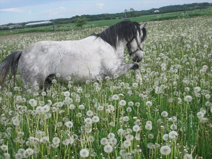Welsh Mountain (sec A) Gribsvads Nicko billede 7