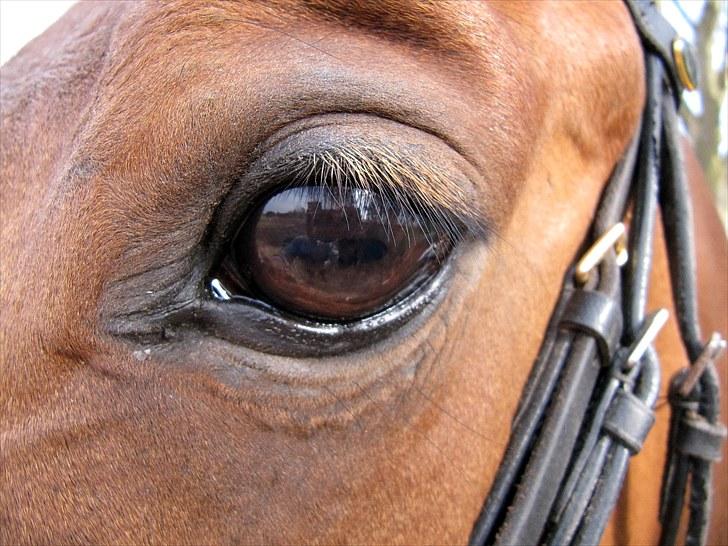 Anden særlig race Cherrie - kærligheden kan ikke ses, men føles med hjertet<333 billede 13