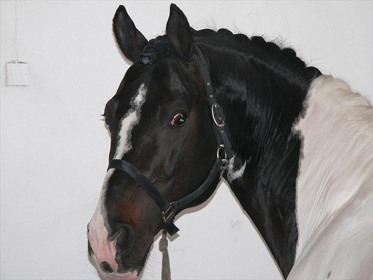 Pinto Mazzaratti billede 1