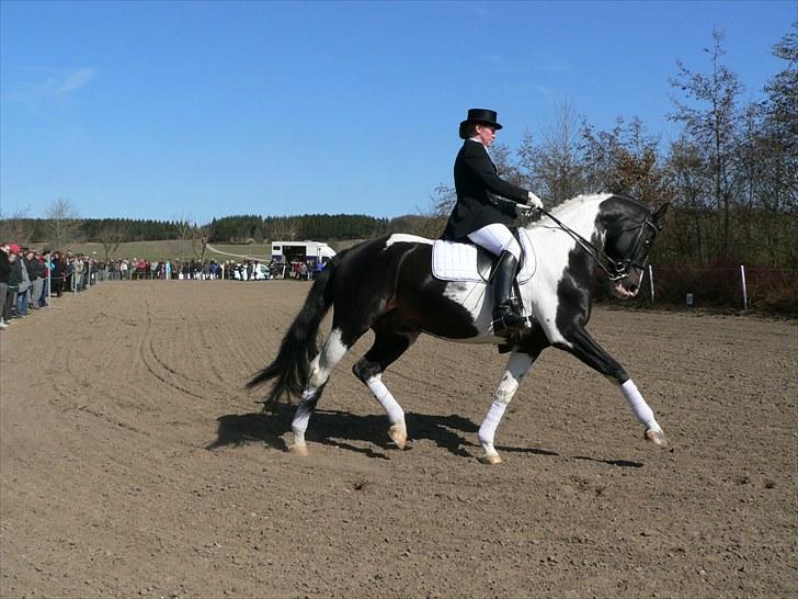 Pinto Mazzaratti billede 2