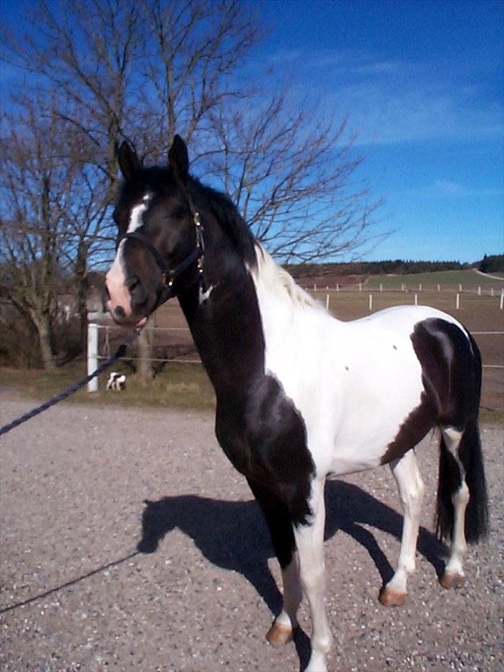 Pinto Mazzaratti billede 5