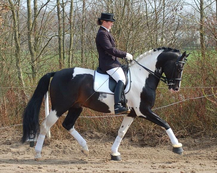 Pinto Mazzaratti billede 6