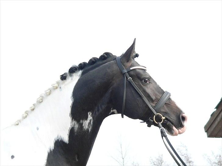 Pinto Mazzaratti billede 7