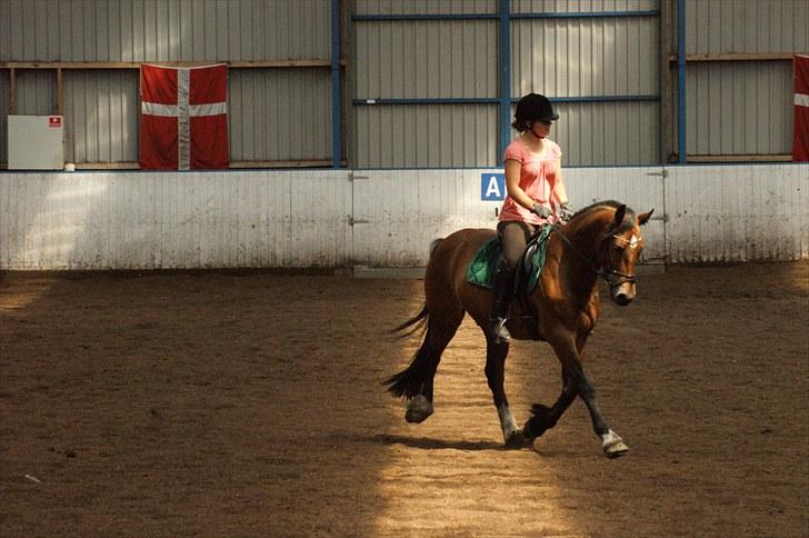 Welsh Cob (sec D) Thornvig Welsh Sensation - Træning d. 11. juli 2010 billede 13
