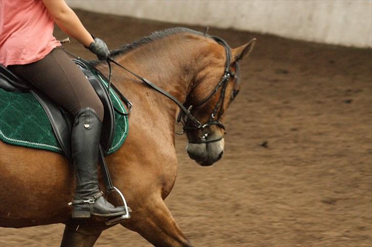 Welsh Cob (sec D) Thornvig Welsh Sensation - Babz :D billede 14