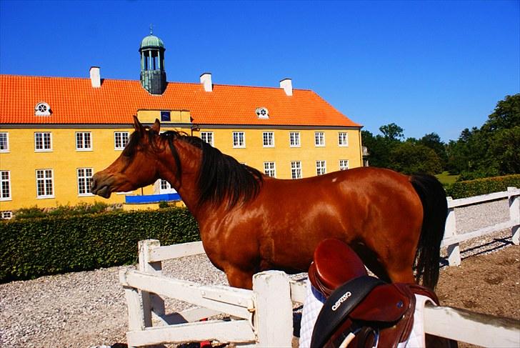 Arabisk fuldblod (OX) Amira Shamira billede 1