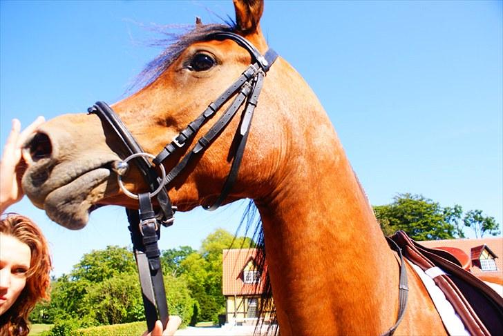 Arabisk fuldblod (OX) Amira Shamira billede 2