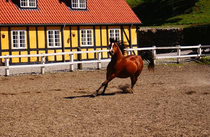 Arabisk fuldblod (OX) Amira Shamira billede 3