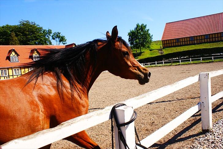 Arabisk fuldblod (OX) Amira Shamira billede 4