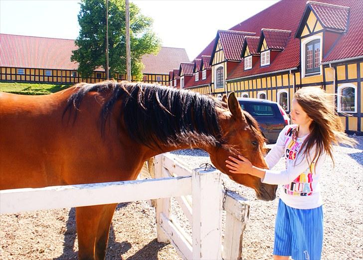 Arabisk fuldblod (OX) Amira Shamira billede 5