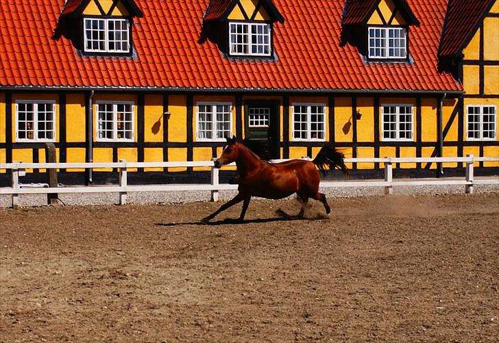 Arabisk fuldblod (OX) Amira Shamira billede 7