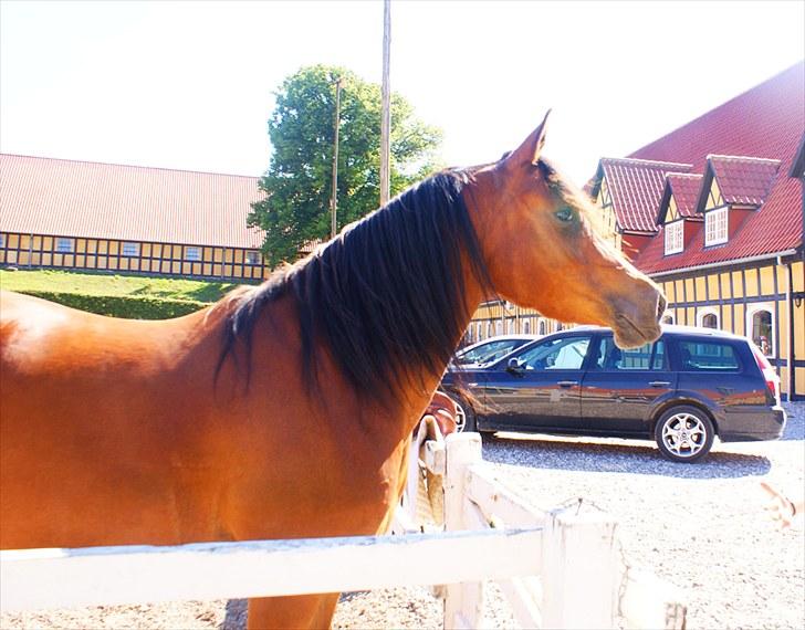 Arabisk fuldblod (OX) Amira Shamira billede 10