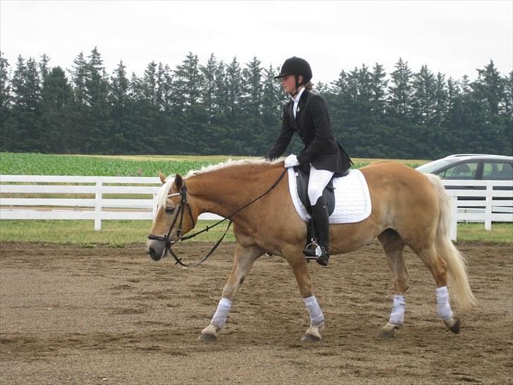 Tyroler Haflinger Elghusets Gipsy:-*' R.I.P - #5# -Jeg vil altid elske dig? billede 5