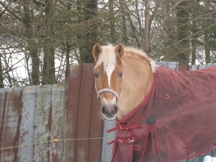 Tyroler Haflinger Elghusets Gipsy:-*' R.I.P - #6# Elghusets Gipsy på fold vinteren 2010. :p billede 6