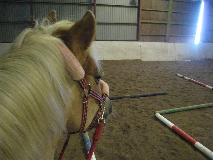 Tyroler Haflinger Elghusets Gipsy:-*' R.I.P - #7# Hygge ridening med Gipsy i vinters. Det er skønt og have dig ;i billede 7