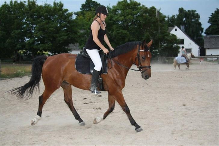 Holstener Sir Sirocco - Det er sket en kæmpe forskel med ham. hans hals er også blevet meget breddere :-))) billede 20