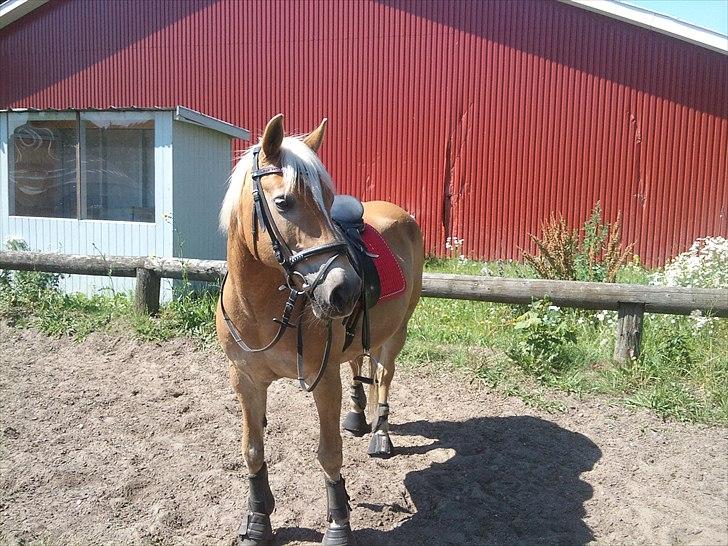 Tyroler Haflinger Elghusets Gipsy:-*' R.I.P - #12# Min allerbedste ven, sådan som jeg vil huske dig, som den bedste, som den nuttede, som den bedste, som en ven i verdensklasse&en ven for livet!:-* billede 12