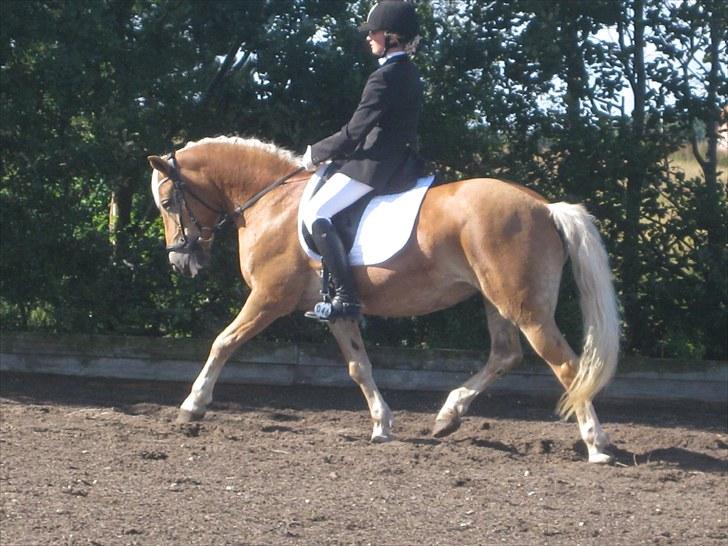 Tyroler Haflinger Elghusets Gipsy:-*' R.I.P - #14# Blærerøv(; Øgning i gedsted:-* billede 14