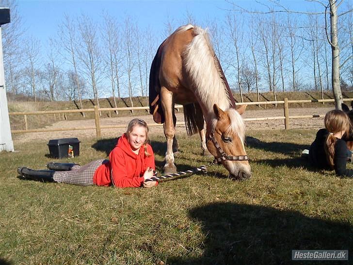 Tyroler Haflinger Elghusets Gipsy:-*' R.I.P - #15# Gammelt, men dejligt og røvhygge<3. billede 15