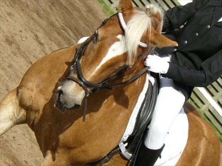 Tyroler Haflinger Elghusets Gipsy:-*' R.I.P - #16# Vores første Nibe Cup . billede 16
