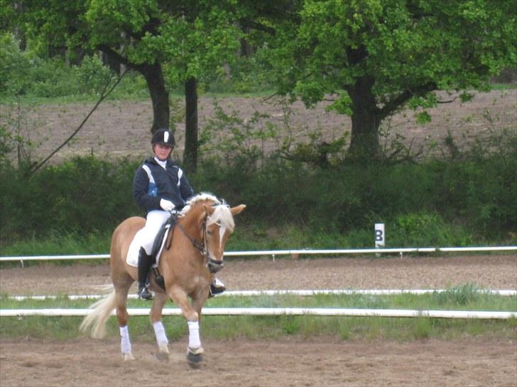 Tyroler Haflinger Elghusets Gipsy:-*' R.I.P - #17# Hadsund 2010. :i billede 17