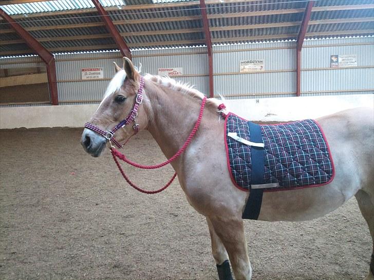 Tyroler Haflinger Elghusets Gipsy:-*' R.I.P - #18# -Smukke ;* billede 18