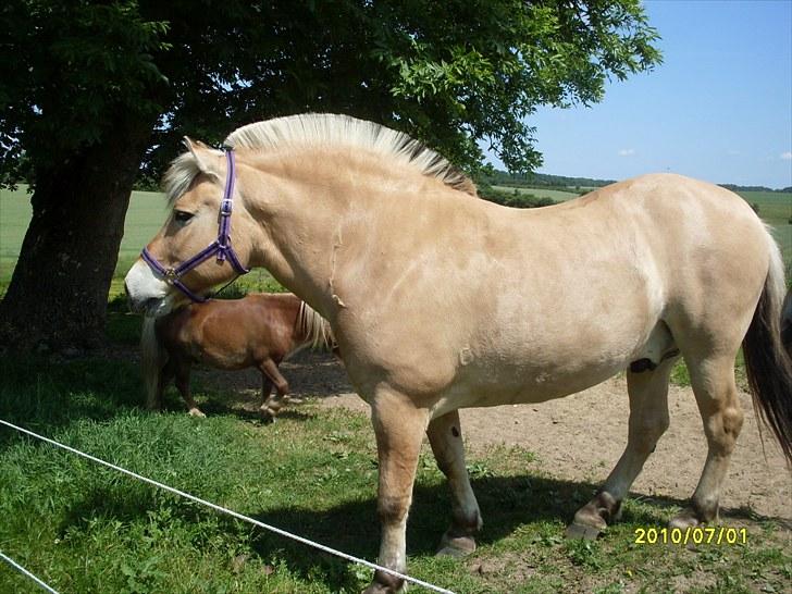 Fjordhest Hjerter Maximus R.I.P billede 1