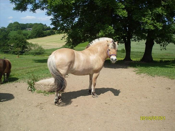 Fjordhest Hjerter Maximus R.I.P billede 2