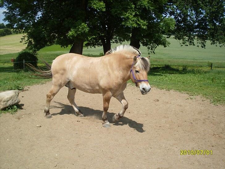 Fjordhest Hjerter Maximus R.I.P billede 3