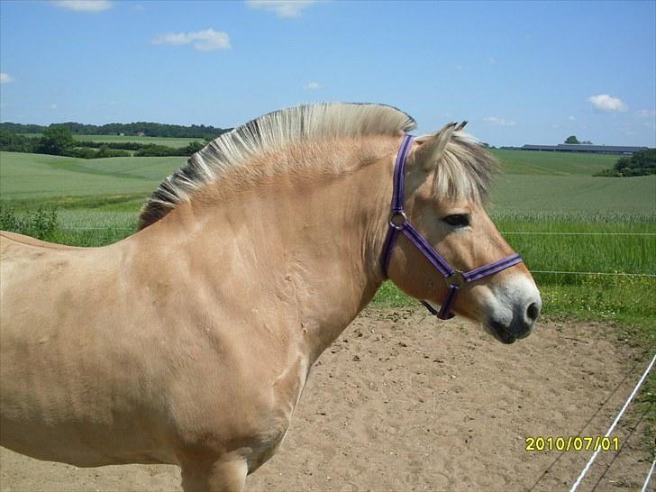 Fjordhest Hjerter Maximus R.I.P billede 4