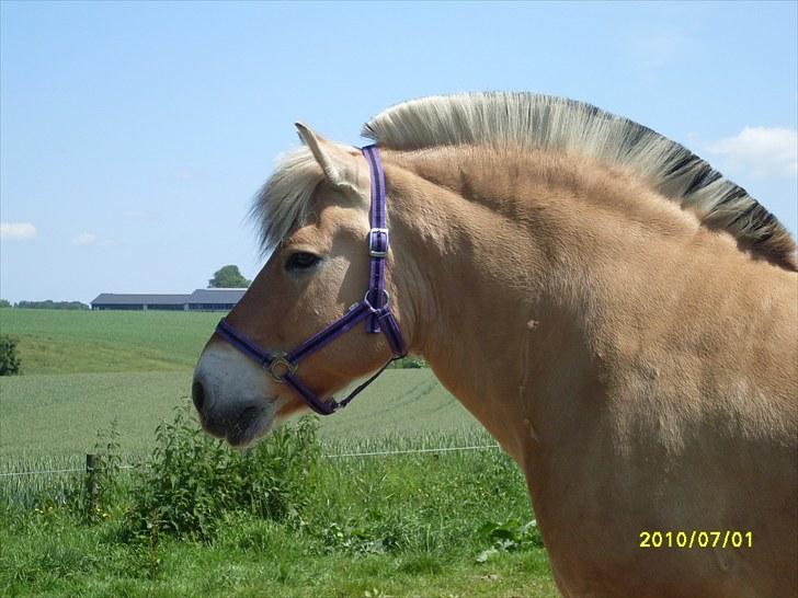 Fjordhest Hjerter Maximus R.I.P billede 5