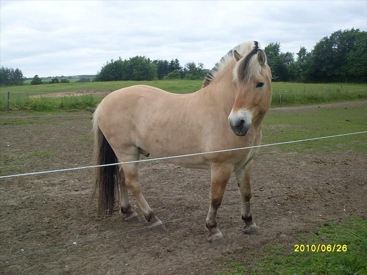 Fjordhest Hjerter Maximus R.I.P billede 6