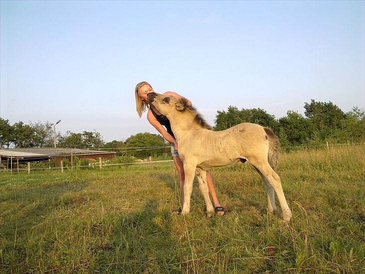 Islænder Loðinn fra Matras - Farvel og tak fordi du kiggede forbi. :-) Der kommer mange flere billeder af mig, mens jeg vokser. :-) billede 20