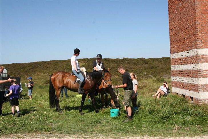 Traver zonny - romridtet 2010 billede 4