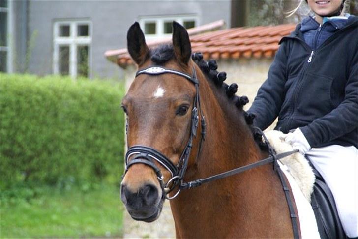 New Forest Roløkke Amadeus (lånt ud) billede 14
