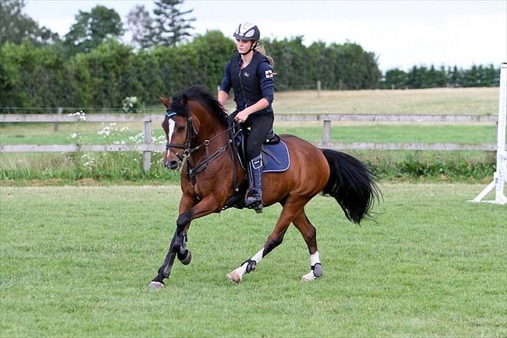 Hollandsk Sportspony Kebior kebir vant heukske - Springtræning hos Wesley Ryan :D foto: Palle Thilqvist / CTFoto.dk billede 10