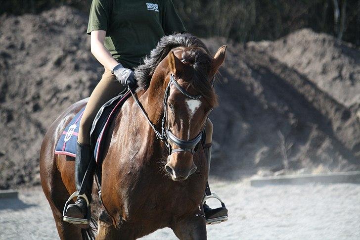 Oldenborg Egelund Nova - Træning, Fotograf: Hanne Pedersen :D billede 1