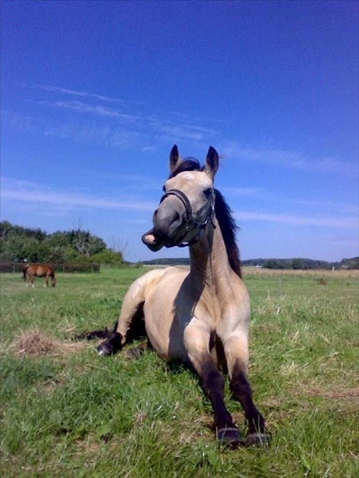 Connemara Salia Maree Manié SOLGT - Haha, hun har bare så meget personlighed :D billede 16