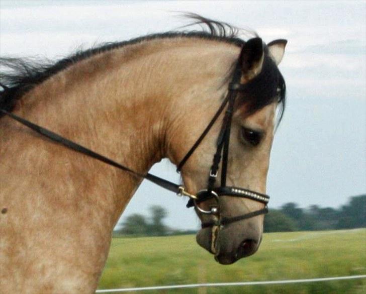 Connemara Salia Maree Manié SOLGT - 11 juli 2010 billede 17