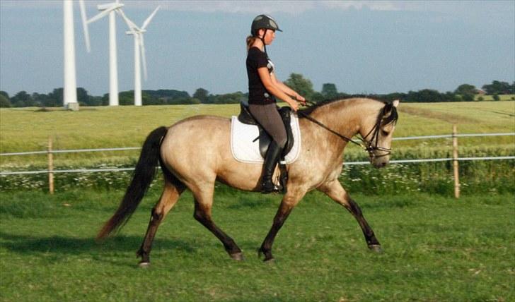 Connemara Salia Maree Manié SOLGT - 11 juli 2010 billede 18