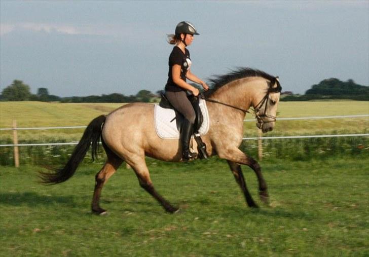 Connemara Salia Maree Manié SOLGT - 11 juli 2010 billede 19