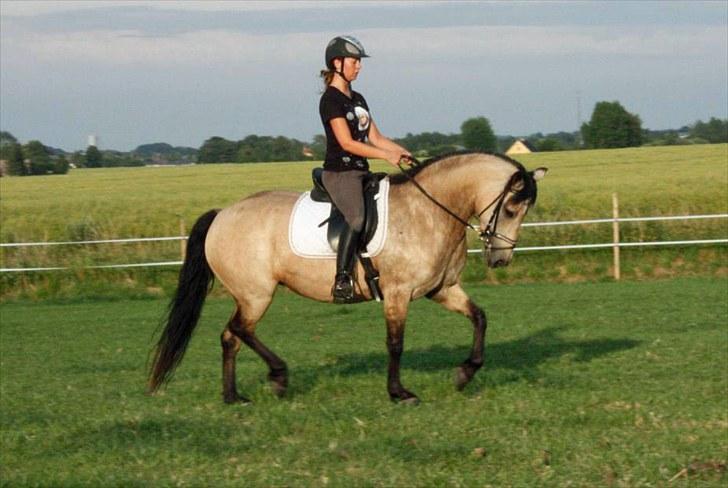 Connemara Salia Maree Manié SOLGT - 11 juli 2010 billede 20