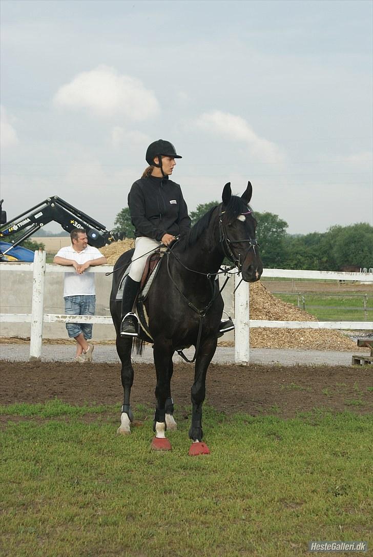 Dansk Varmblod SAZKIBARD S - det er janini der har taget det billede 1