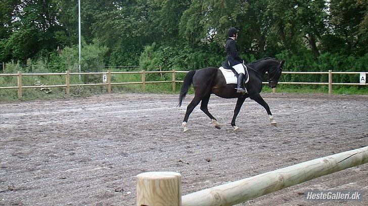 Dansk Varmblod SAZKIBARD S billede 3